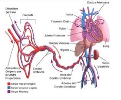 En la circulación fetal vamos a tener 3 Shunts:
1. Ductus venoso
2. Comunicación interauricular o foramen oval
3. Ductus arterioso