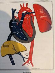 ESP: physiology/ hemodynamics/circulation/ cardiac cycle Flashcards ...