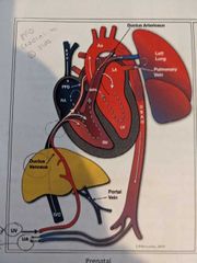 ESP: physiology/ hemodynamics/circulation/ cardiac cycle Flashcards ...