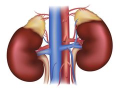El polo superior del riñón derecho se encuentra mas hacia abajo que el izquierdo debido al volumen del lóbulo derecho del hígado.