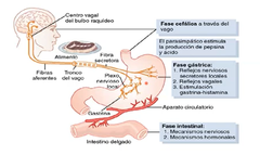 fase gástrica