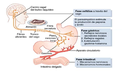 fases de la secreción acida