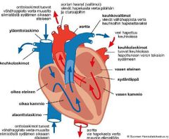 Anatomia harjoittelua Flashcards - Cram.com