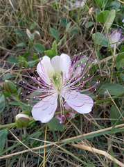 Flor de Alcaparra.png