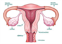 Es sistema reproductor femenino