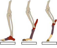 Nombre los distintos tipos de patas de animales y mencione cuál es la que pertenece a la clase Aves.