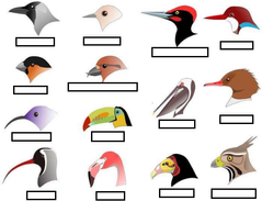 Menciona el tipo de hábito de cada ave de acuerdo a la forma del pico.
