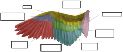 Nombre los diferentes tipos de plumas presentes en la ala.