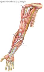 topografi ekstremitas superior Flashcards - Cram.com