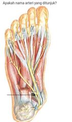 topografi ekstremitas inferior Flashcards - Cram.com