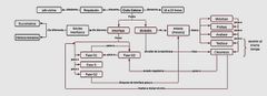 Secuencia de acontecimientos que conducen al crecimiento y proliferación de las células, además está regulado para evitar que estas proliferen sin control y para que las de ADN dañado no se dividan.