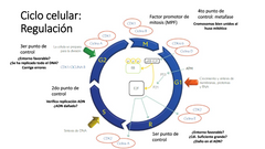 ¿Qué es el ciclo celular