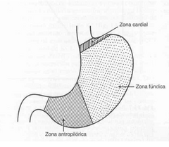 - Cardias: parte superior que recibe la desembocadura del esófago. 
- Fundus: se ubica ligeramente a la izquierda del cardias y forma laparte superior de la curvatura mayor del estomago.
- Cuerpo: parte media y mas amplia del órgano. 
- Antro: p...