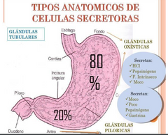 Posee glandulas: 
- Gastricas u oxinticas: pepsinogeno, HCl y FI. 
- Piloricas: moco y gastrina.