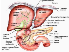 - Boca: ptialina o amilasa saliva. 
- Faringe y esófago: no hay. 
- Estomago: pepsina (endopeptidasa), se libera como pepsinogeno. 
- Duodeno: amiloliticas, proteolíticas y lipoliticas.