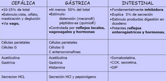 •	ETAPA CEFÁLICA: pensar, oler. Es NERVIOSA. Se elabora en el cerebro que envía respuesta al bulbo raquídeo y éste ordena al estómago través del nervio vago la secreción.
•	ETAPA GÁSTRICA: cuando el bolo alimenticio llegó al estómago...