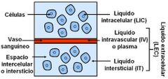 del LEC
+ intersticial: por fuera de los vasos sanguíneos y rodeando a las células

+ intravascular = sangre