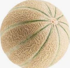 Cantaloupe Melon 
