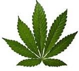 ¿Qué especie de Cannabis es?