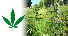 ¿Qué especie de Cannabis es?