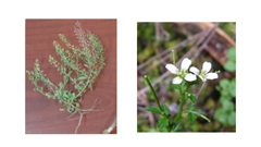 Brassicaceae