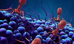 importancia de los fagos para la salud