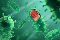 ¿Qué es la bacteriología?