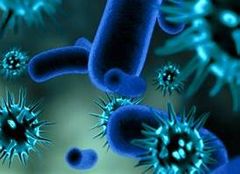 ¿Cuál es el ciclo de vida de los fagos crónicos?