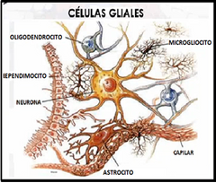Astrocitos: controlan el pasaje de sustancias, forman la barrera hematoencefalica, aunque algunas sustancias pasan como el alcohol. Lo que hace el alcohol es inhibir la sinapsis neuronal. 
Oligodendrocitos: forman la vaina de mielina en la sustanc...