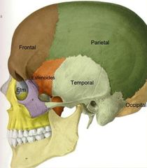 Tenemos dos partes: cara y craneo. 
El craneo esta formado por: el hueso temporal, el etmoides debajo del frontal, esfenoides y occipital (todos impares). 
El temporal y el parietal son pares.