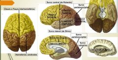 Lobulo frontal: parte sensitiva
Lobulo parietal: parte motora. Las neuronas presentes en este lobulo son las que hacen que el cuerpo se mueva.