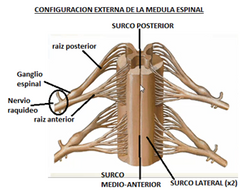 Mandar nervios raquideos (31 pares), los que salen de la parte mas inferior forman la estructura de "cola de caballo". Permite la comunicacion entre encefalo y las distintas partes del cuerpo a traves del nervio raquideo que lleva estimulos sensit...