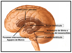 Ventriculos laterales 
Agujero de Monro (foramen interventricular) 
Tercer ventriculo 
Acueducto de Silvio (conducto mesencefalo) 
Cuarto ventriculo 
Conducto del ependimo (medula)
