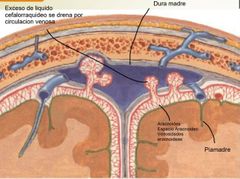 Del cuarto ventriculo pasa al espacio subaracnoideo y drena en vellosidades aracnoideas y se vuelca en circulacion venosa.