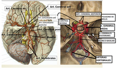 La carotida interna da rama cerebral media (2) y cerebral anterior (2). 
Las arterias vertebrales suben con la medula, atraviesan el agujero Magno y se unen formando el tronco o arteria bacilar, que se divide en 2 arterias cerebrales posteriores e...
