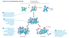 Note B cells bind to intact antigens. Ok after that formation of cells that secrete a soluble form of the receptor. This secreted protein is called an antibody, also known as an immunoglobulin (Ig). Antibodies have the same Y-shaped structure as B...