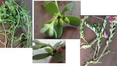 Portulacaceae