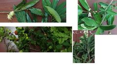 -simp, + opuestas
-pts traslucidos
-corteza corchosa
-inflor axilares
-flor radial 4
-aroma guayaba verde, cas