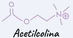 Acetilcolina
