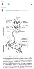 COMPONENTES DE LA NEURONA