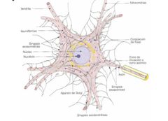 NUCLEO, NUCLEOLOS
LISOSOMA: recolector de basura en el cuerpo celular
CITOPLASMA: ayuda a que la informacion sea trasladada
CUERPO DE NISSL O RETICULO ENDOPLASMATICO RUGOSO: produccion de proteinas
MICROFILAMNETOS/MICROTUBULOS: transporte de mater...