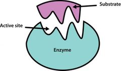 Es la parte de la enzima en donde se une el sustrato, donde ocurren las reacciones químicas
