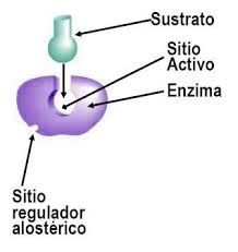 En el sitio activo se une el sustrato y en el punto alostérico se unen activadores o inhibidores que regulan la actividad enzimática