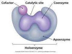 Es una molécula que ayuda a la catálisis.
Los Inorgánicos son iones y los orgánicos se llaman coenzimas (derivadas de vitaminas)
