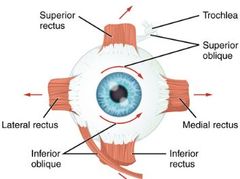 muscles of eye