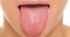 La lengua