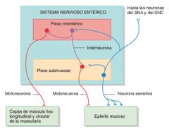 Sistema nervioso entérico
