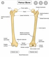 Bone Labels Flashcards - Cram.com