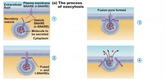 Process of exocytosis