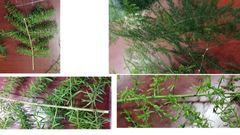 -hojas reducidas a escams
-filoclados fotosinteticos
-6 tepalos
-baya tricarpelar
-avcs rizoma